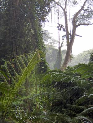 Towering green bamboo stalks along the Manoa Falls trail
